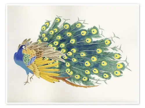 Peacock de Haruyo Morita MGL Licensing