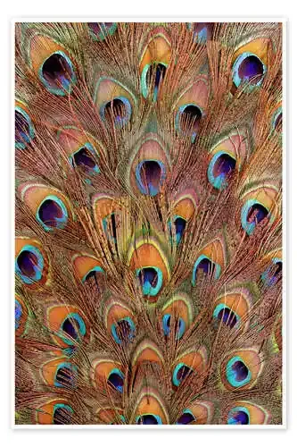 Peacock feathers bronze Editors Choice