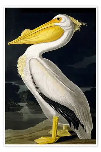 Pelícano blanco americano de John James Audubon Bridgeman Images