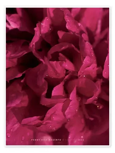 Peony Viva Magenta Editors Choice