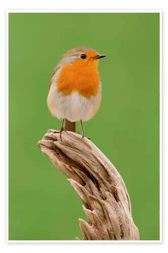 perching robin Editors Choice
