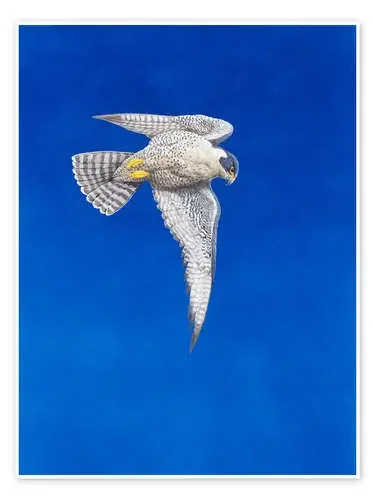 Peregrine Falcon de Tim Hayward Bridgeman Images