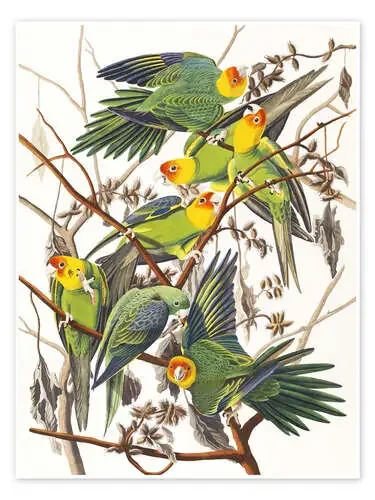 Periquitos de John James Audubon Master Collection