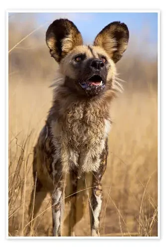 Perro salvaje en namibia de Jim Zuckerman Danita Delimont