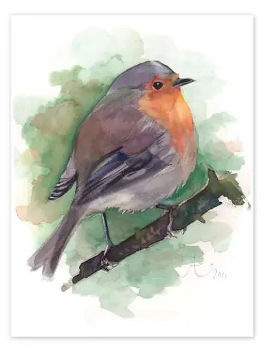 Petirrojo de Verbrugge Watercolor