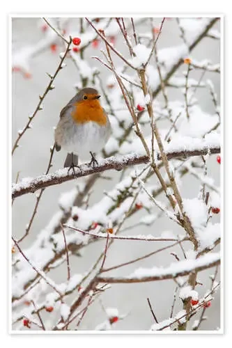 Petirrojo en la nieve de Ann & Steve Toon Robert Harding