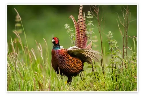 pheasant Editors Choice