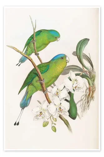 Philippine Racket tailed Parrot de John Gould Master Collection