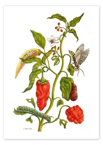 Pimientos y gusanos de Maria Sibylla Merian Master Collection