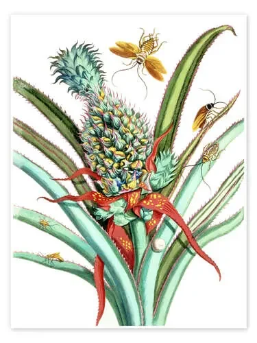 Piña I de Maria Sibylla Merian Master Collection