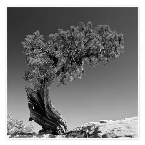 Pine tree B&W de Denis Feiner