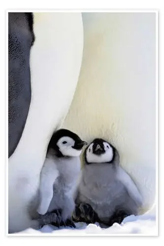 Pingüino Emperador Con Polluelos de Keren Su Danita Delimont