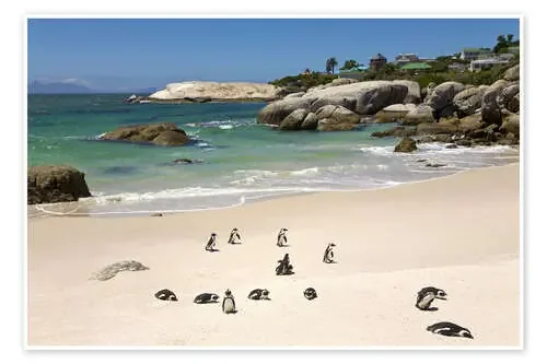 Pingüinos en la playa de Boulders de Paul Thompson Danita Delimont