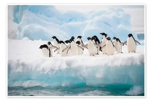 Pingüinos sobre el hielo Editors Choice