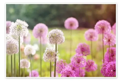 Pink Allium flowers Editors Choice