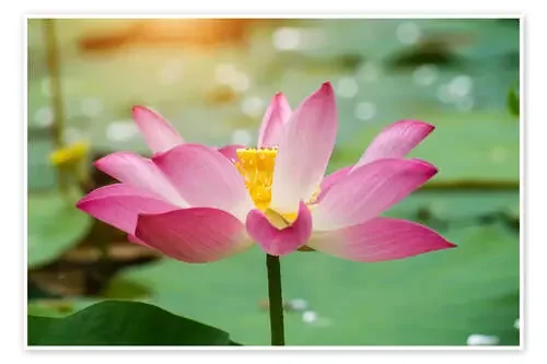 pink lotus flower blooming Editors Choice