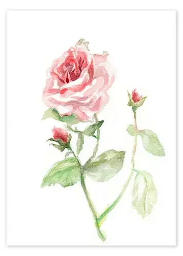 Pink rose de Verbrugge Watercolor