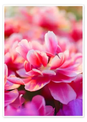 Pink Zizanie tulips Editors Choice