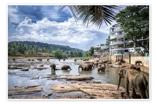 Pinnawala Elephants de Daniel Heine