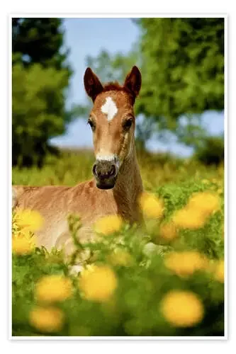 Pinto, foal de Hans Kuczka imageBROKER