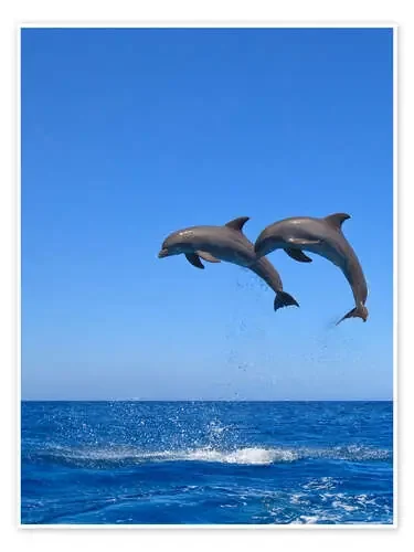 Playful dolphins de Stuart Westmorland Design Pics