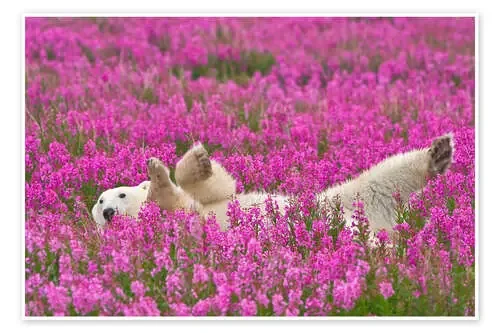 Playing polar bear on a spring meadow de Dennis Fast Robert Harding