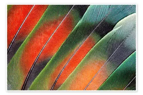 Plumas de agapornidos avivados de Darrell Gulin Danita Delimont