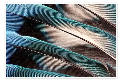 Plumas de la cola Agaporniden de Darrell Gulin Danita Delimont