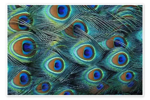 Plumas iridiscentes de un pavo real. de Adam Jones Danita Delimont