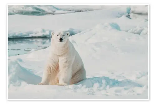 Polar Bear on Ice Floe in Spitsbergen de Michael Nolan Robert Harding