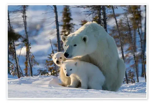 Polar bear (Ursus maritimus) with cubs, Canada de David Jenkins Robert Harding