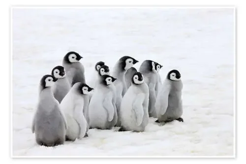 Pollito de pingüino emperador en el hielo de Keren Su Danita Delimont