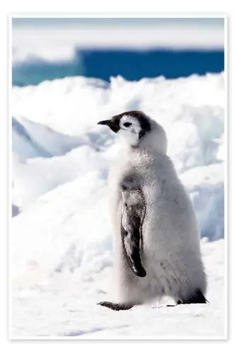 Pollito de pingüino emperador en la nieve de Janet Muir Danita Delimont