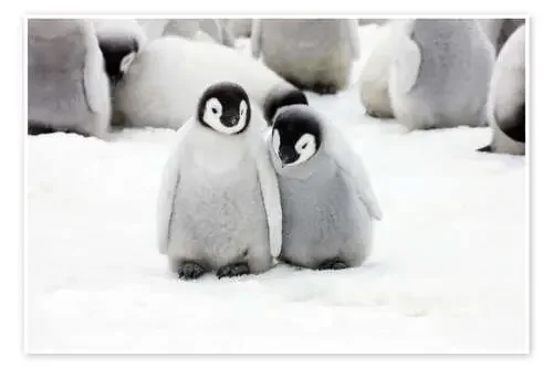 Polluelos de pingüino emperador de Keren Su Danita Delimont