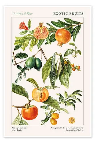 Pomegranate and other fruits de Elizabeth Rice Bridgeman Images