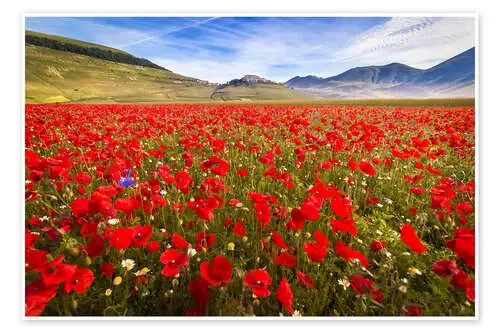 Poppies at Piano Grande, Umbrien, Italy de Frank Fischbach