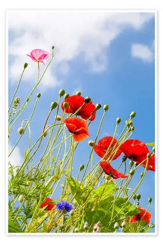 Poppies into the sky de Edith Albuschat