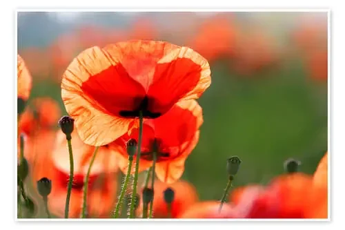 Poppy flower in a meadow de Lichtspielart