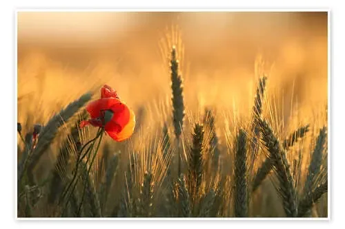 poppy in the morning light de Uwe Fuchs