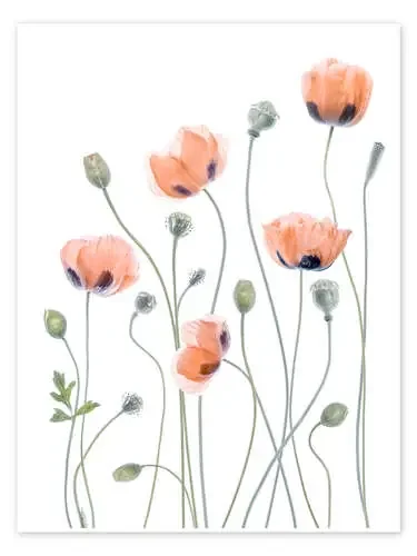 Poppy poetry de Mandy Disher