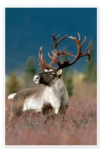 Portrait of a Caribou de Doug Lindstrand Design Pics