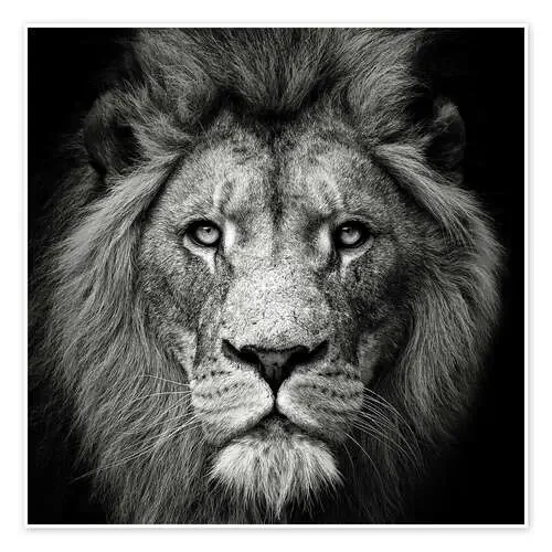 Portrait of a Lion de Christian Meermann 1x