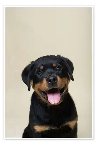 Portrait of a Rottweiler puppy de Heidi Bollich