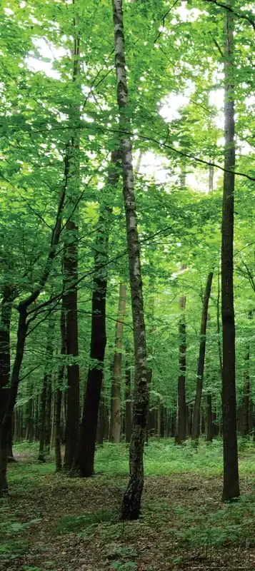 póster decorativo paisaje boscoso verde de Sanders & Sanders – 600829