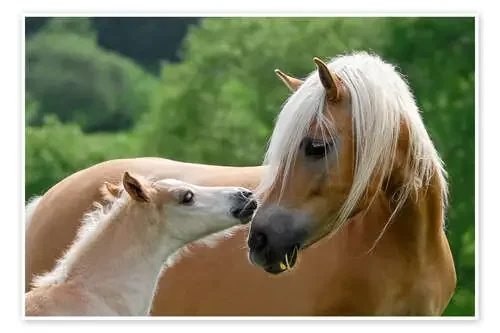 Potro de haflinger comiendo con su madre de Katho Menden
