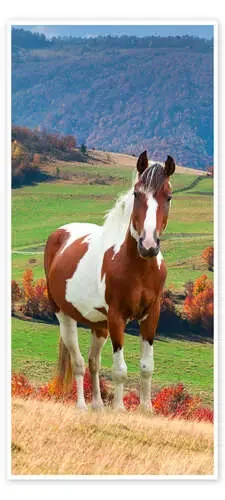 Pretty Horse in Hilly Countryside de Kidz Collection Editors Choice