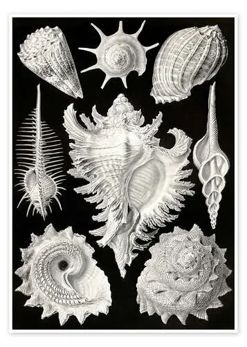 Prosobranquios, Prosobranchia (Obras de arte de la naturaleza, 1899) de Ernst Haeckel Master Collection