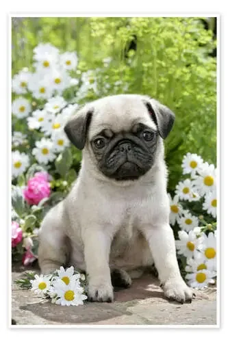 Pug in garden de Greg Cuddiford MGL Licensing