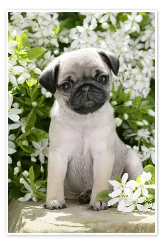 Pug in garden de Greg Cuddiford MGL Licensing