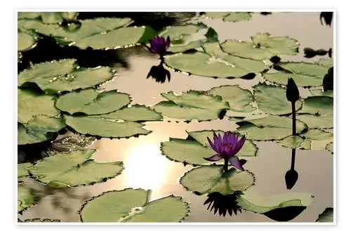 Purple lotus flower Editors Choice